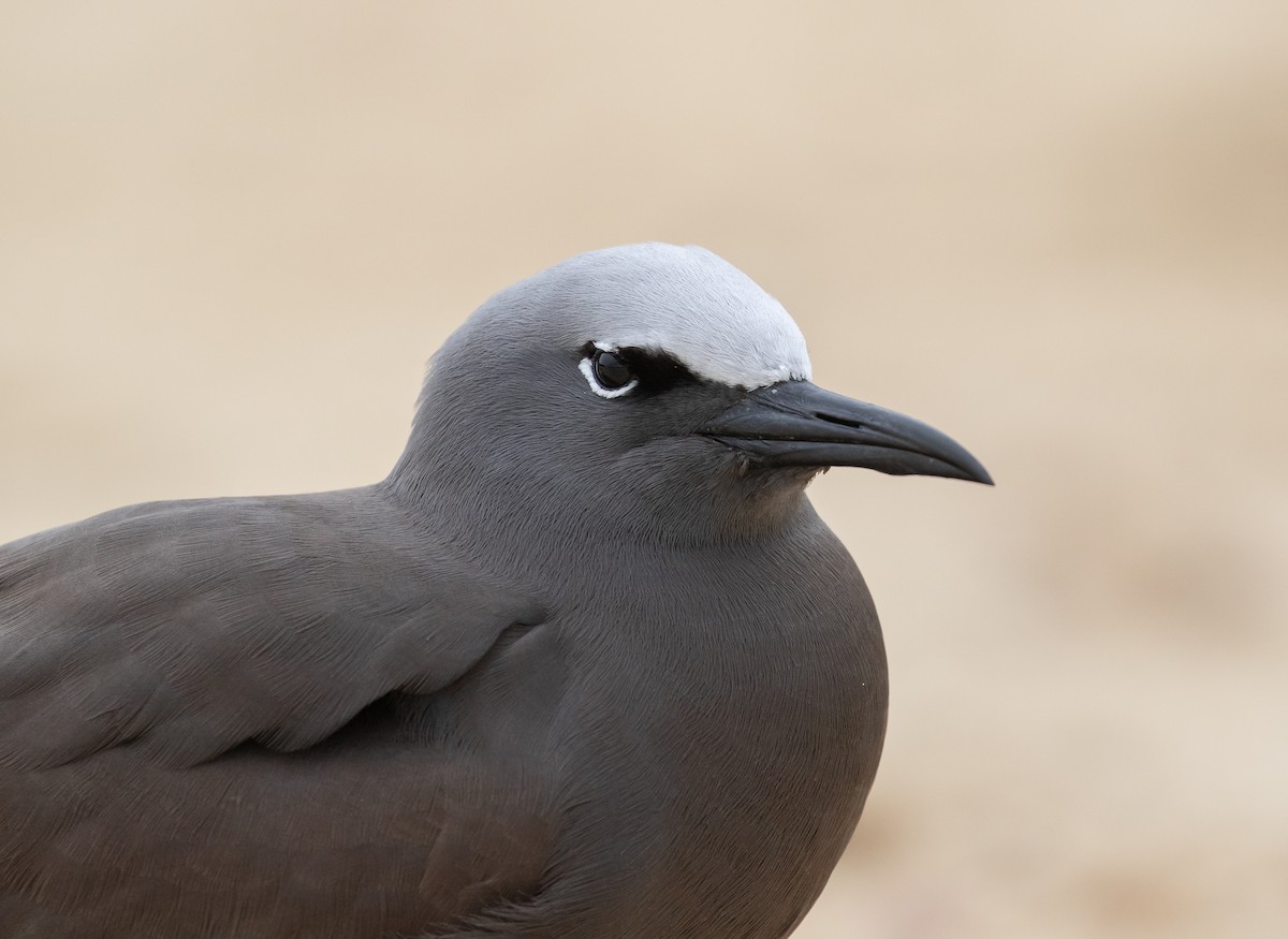 クロアジサシ - ML644578077