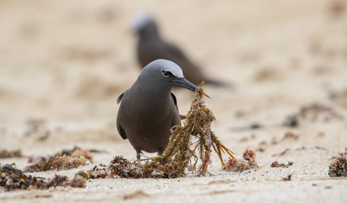 クロアジサシ - ML644578078