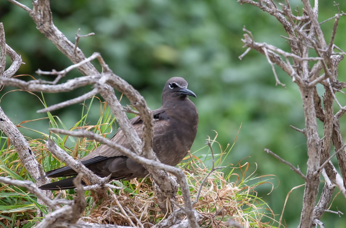 クロアジサシ - ML644578079