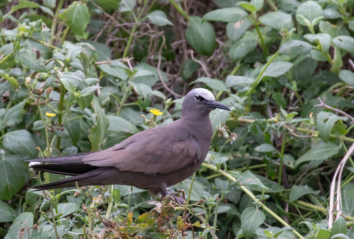 クロアジサシ - ML644578080