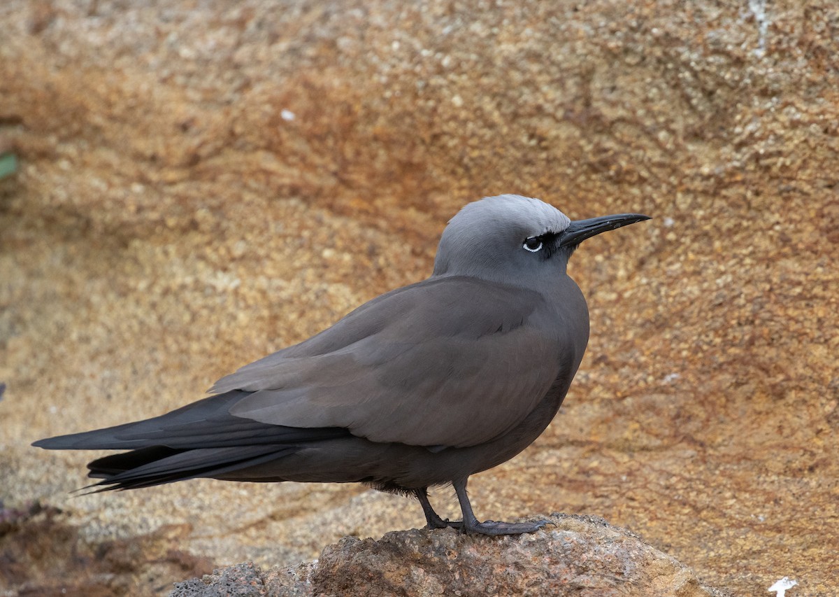 クロアジサシ - ML644578081