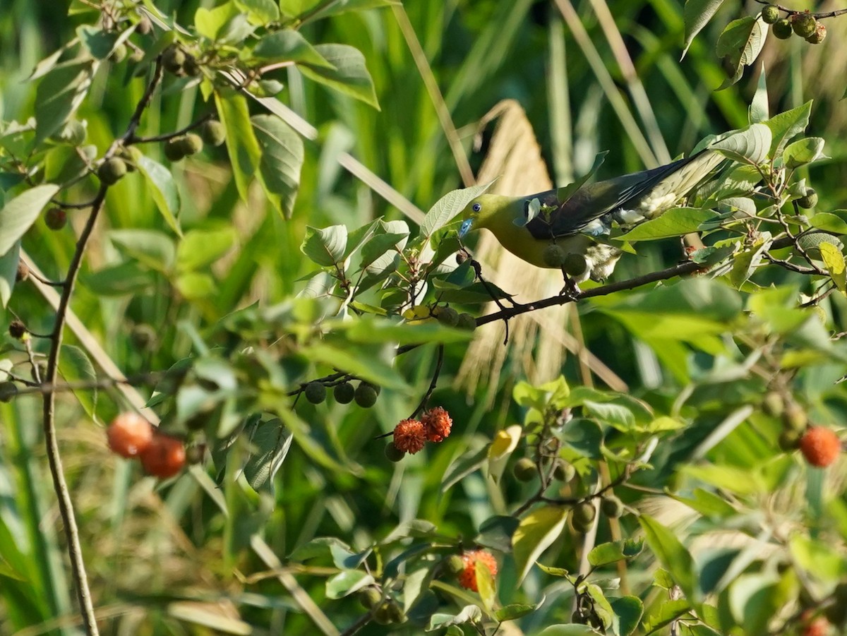 Sieboldgrüntaube - ML644578083