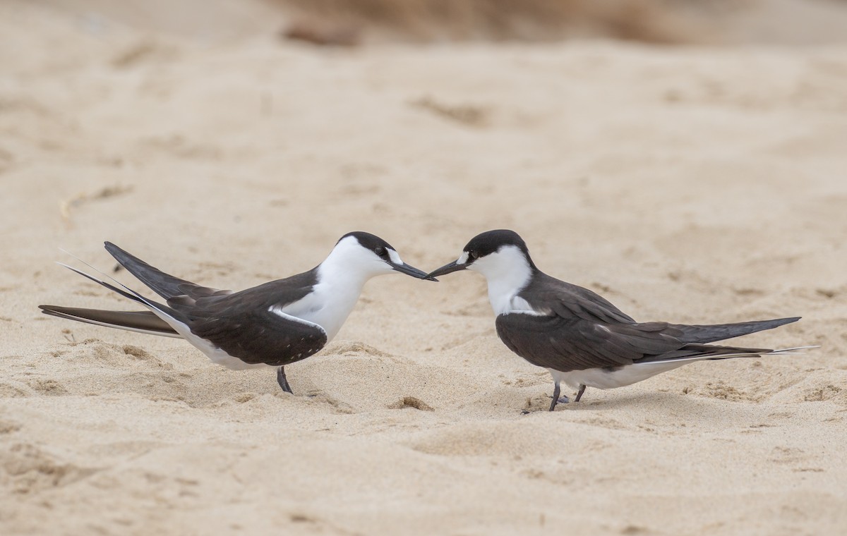 セグロアジサシ - ML644578084