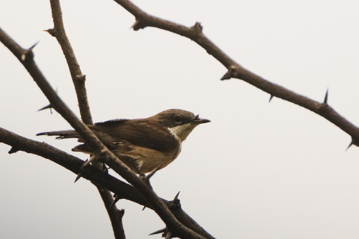 Lesser Whitethroat - ML644578085