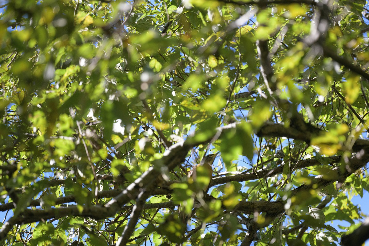 Eyebrowed Thrush - ML644578086