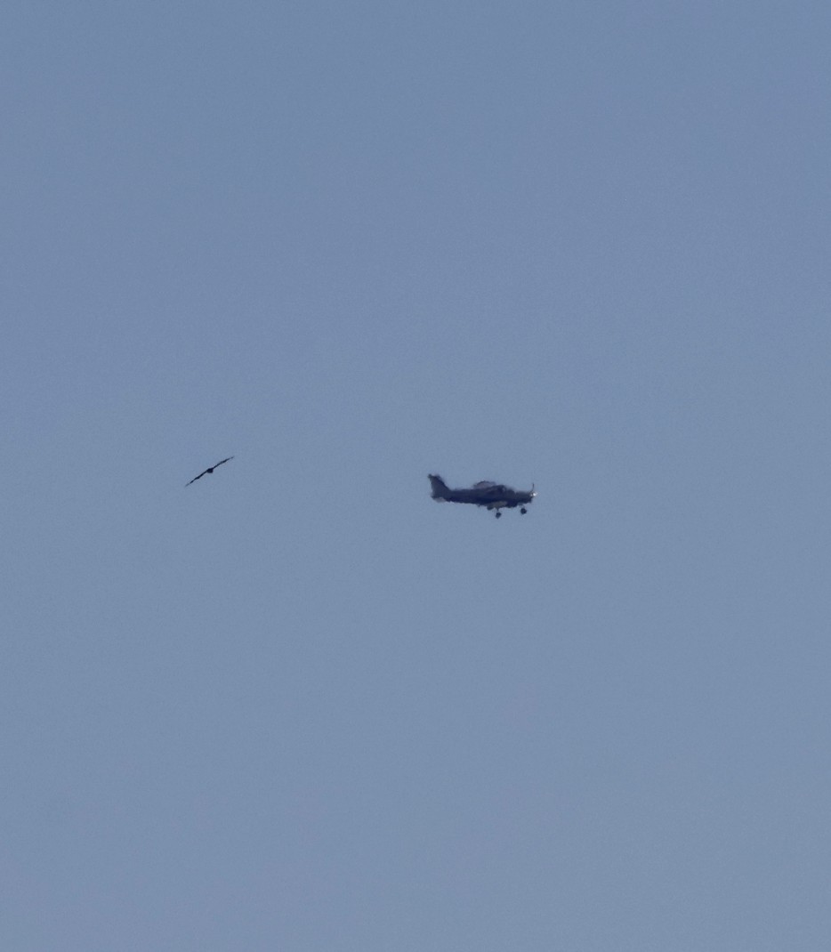 Buse à queue rousse - ML644578092