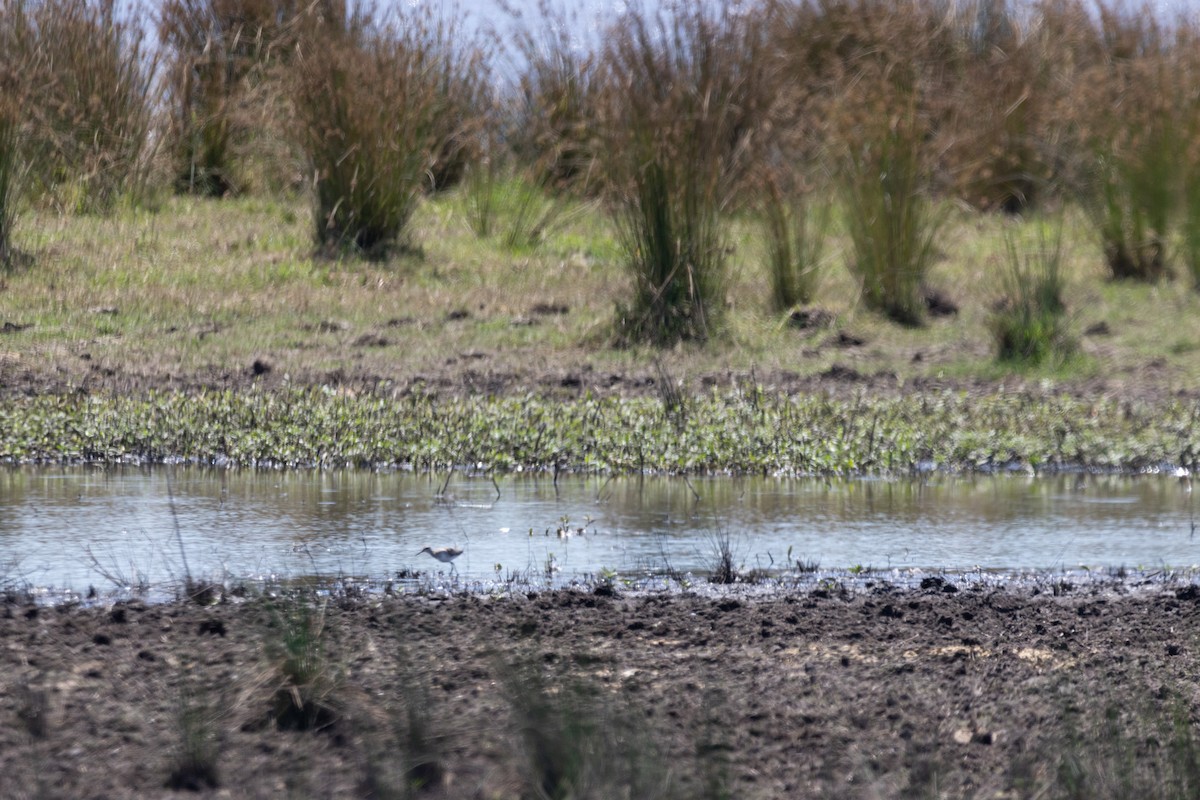 タカブシギ - ML644578095