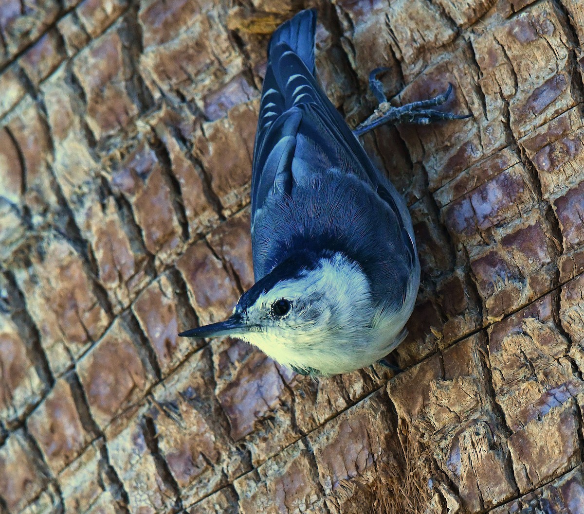 Weißbrustkleiber - ML644578096