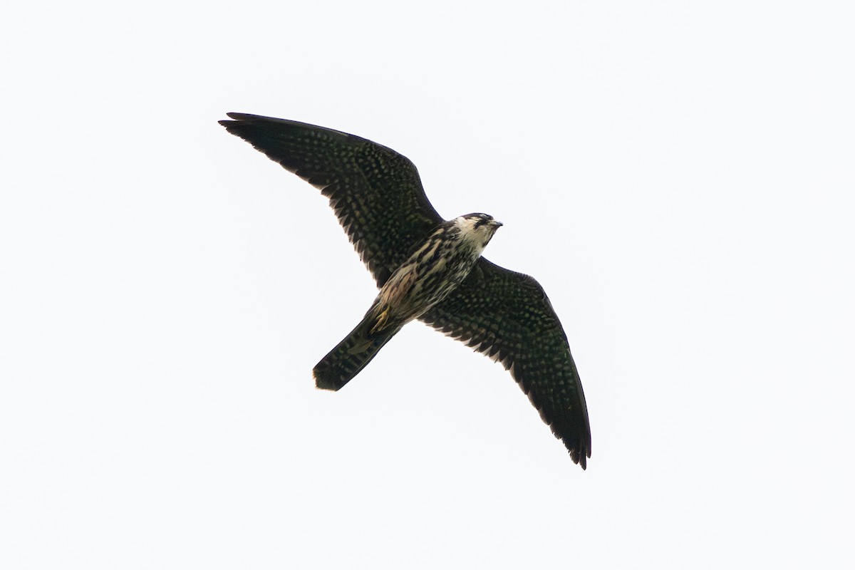 Eurasian Hobby - ML644578105