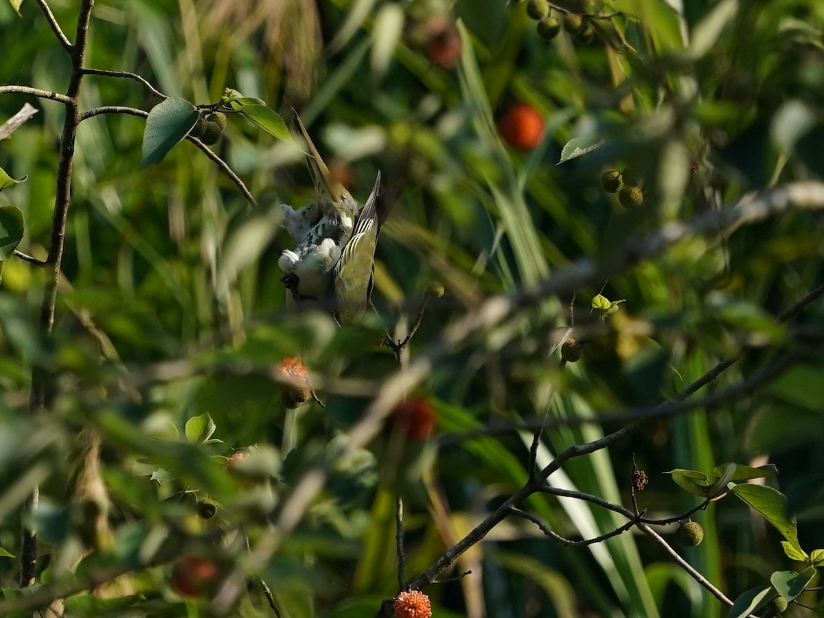 Sieboldgrüntaube - ML644578108