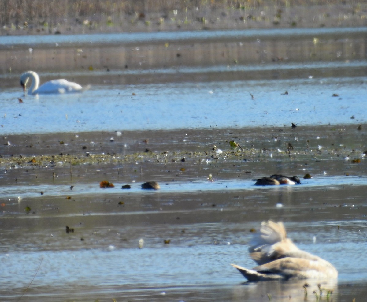 Canard souchet - ML644578115