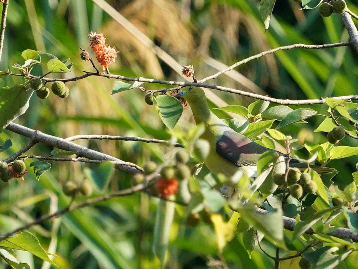 Sieboldgrüntaube - ML644578119