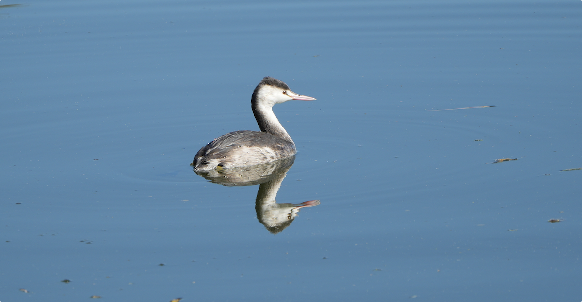 Отгот шунгуур - ML644578120