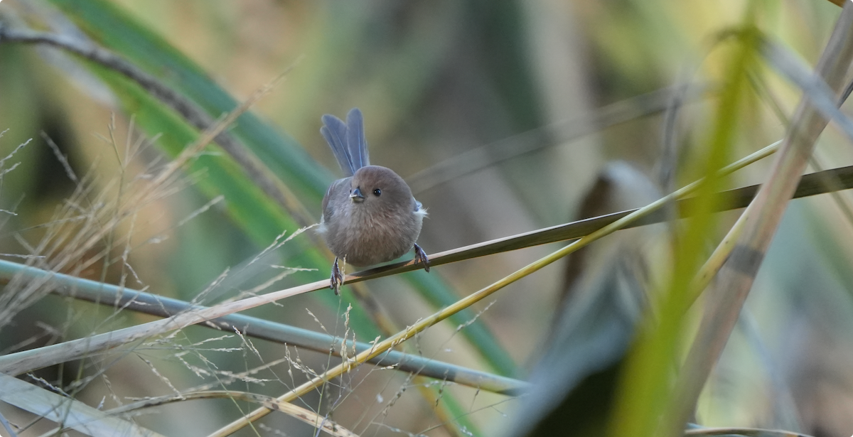 Бор хурагч - ML644578122