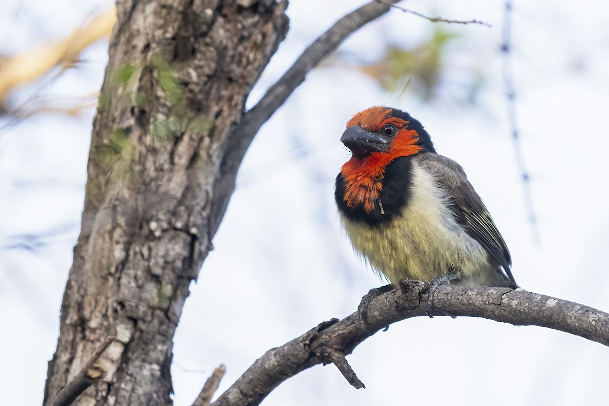 Kara Kolyeli Barbet - ML644578124