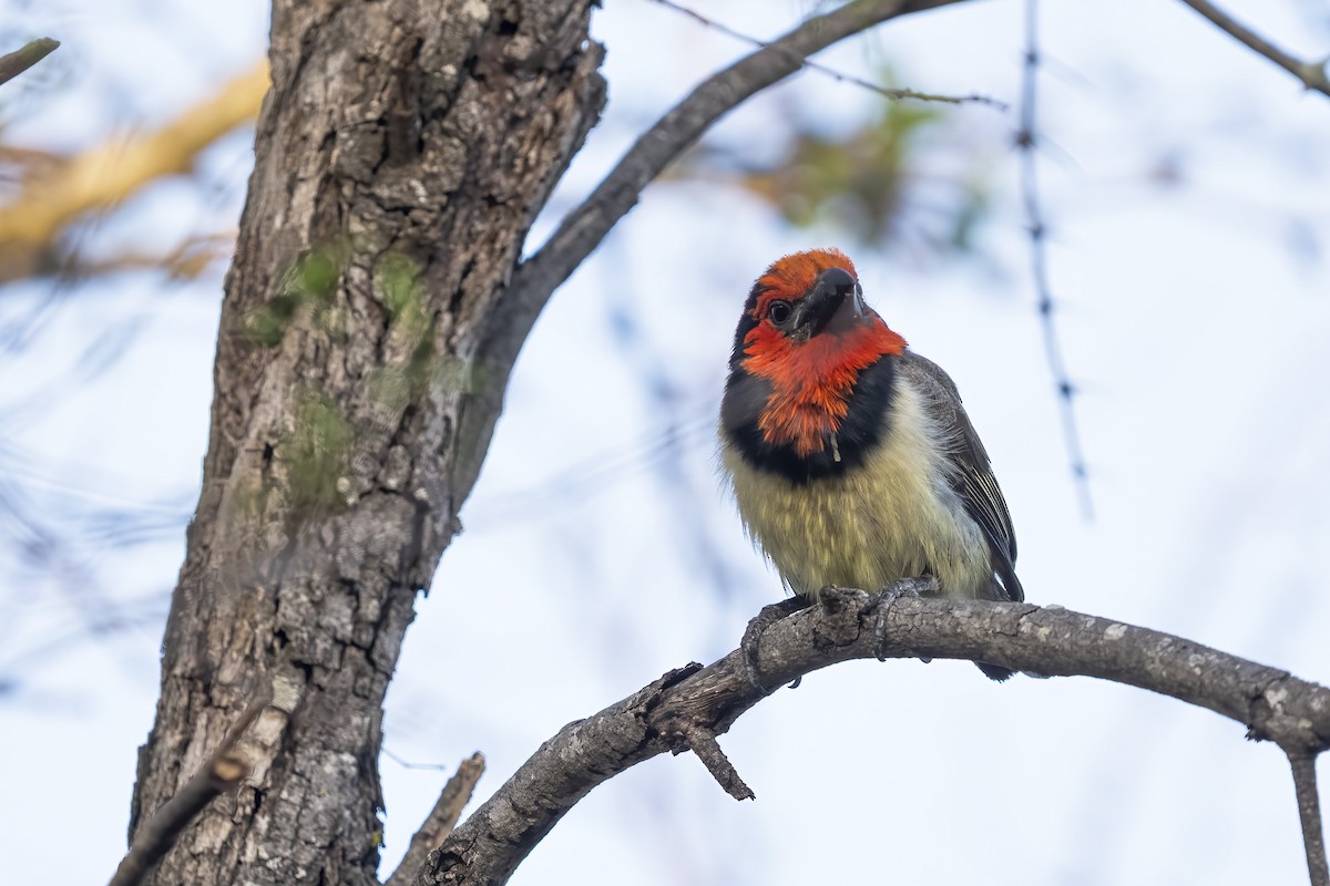 Kara Kolyeli Barbet - ML644578125
