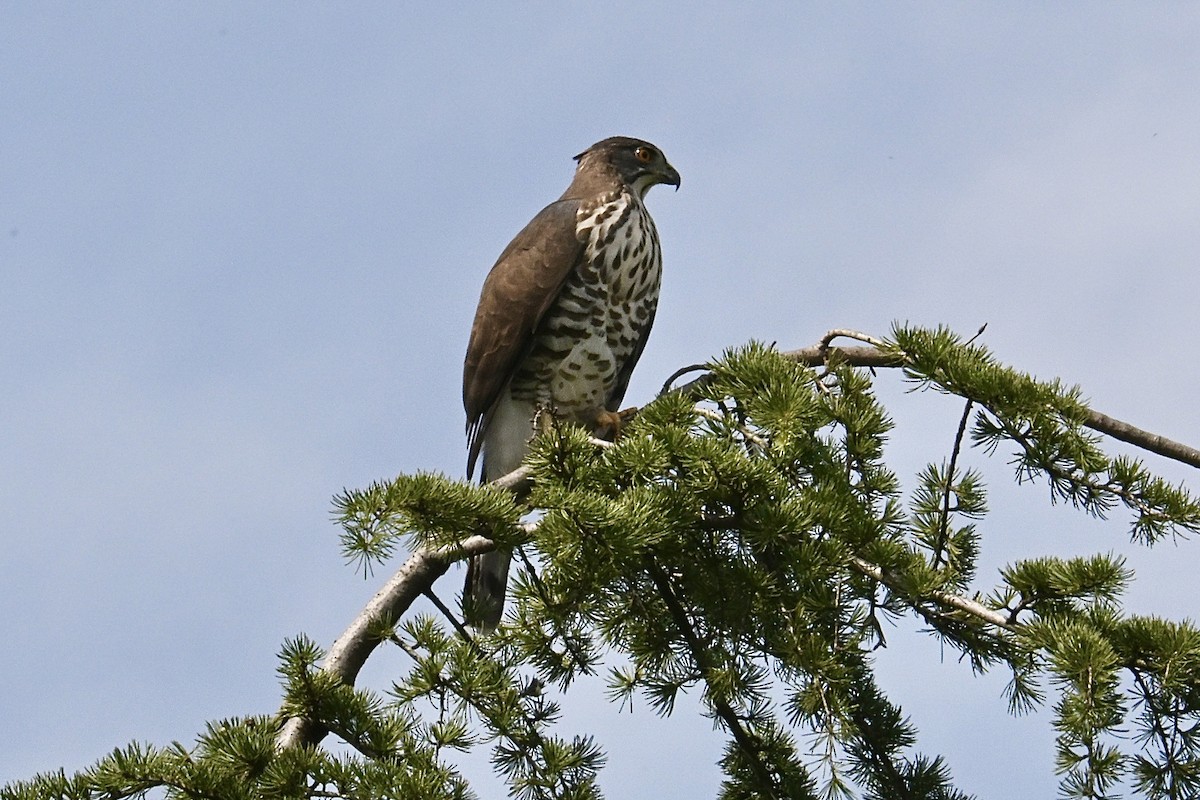 カンムリオオタカ - ML644578131