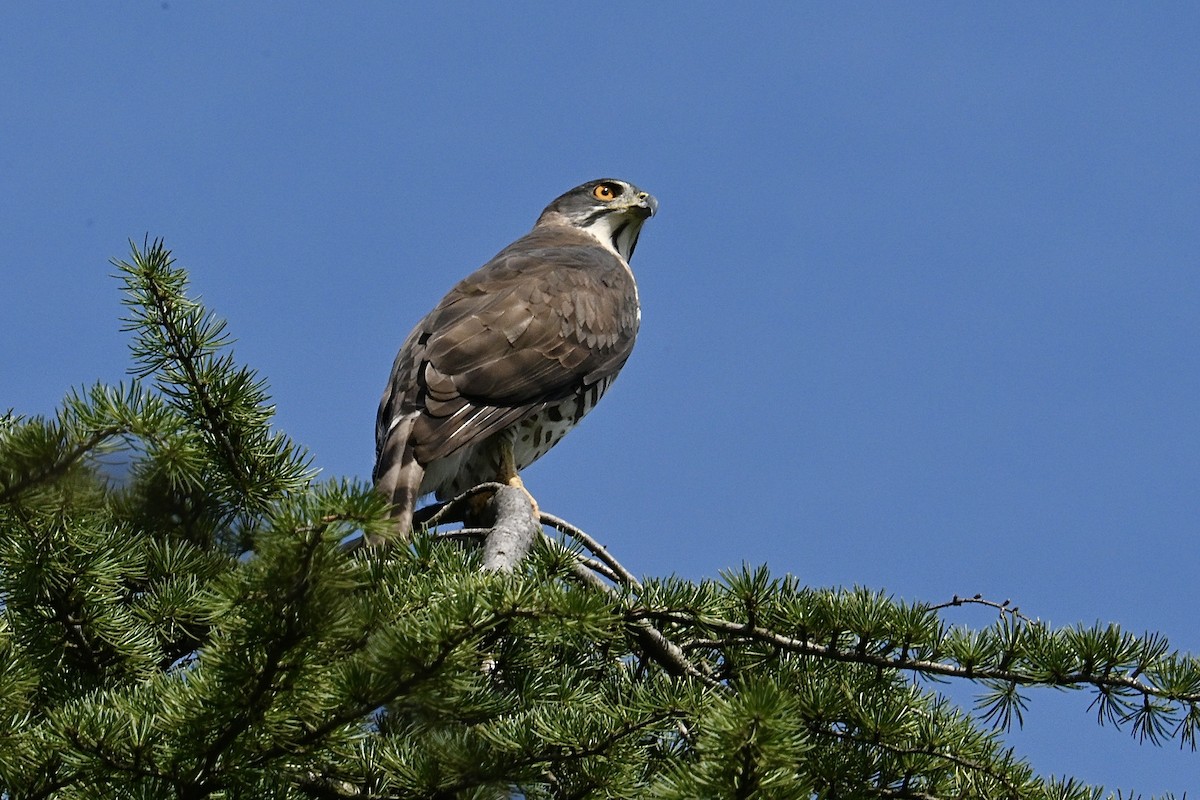カンムリオオタカ - ML644578132