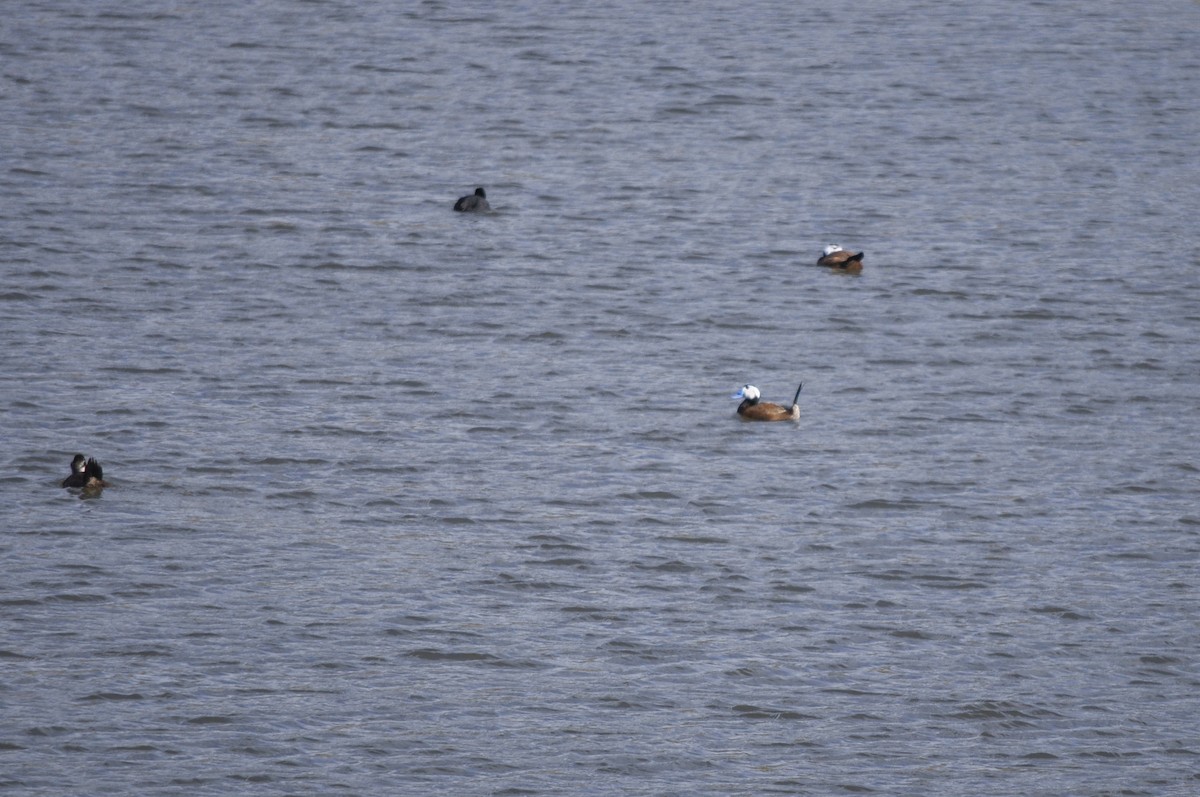 Dikkuyruk - ML644578134