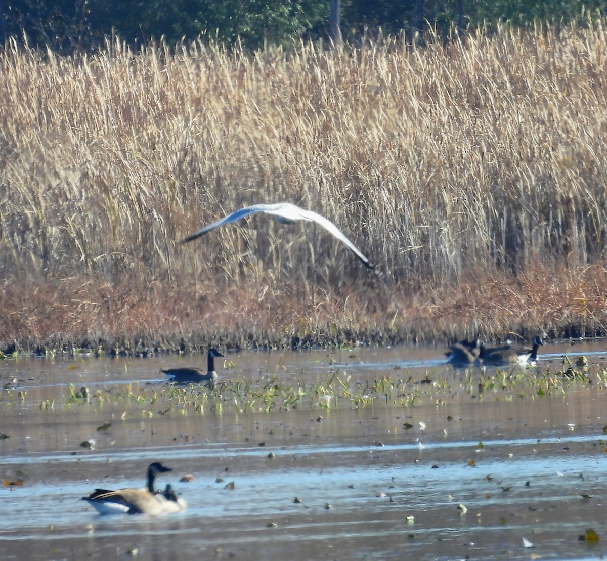 Goéland à bec cerclé - ML644578136
