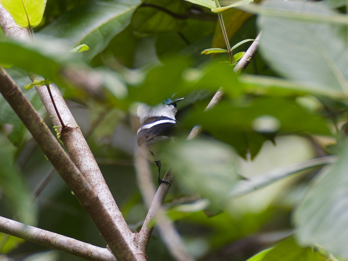 Monarque à collerette - ML644578137