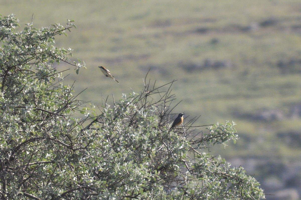 Taş Bülbülü - ML644578139