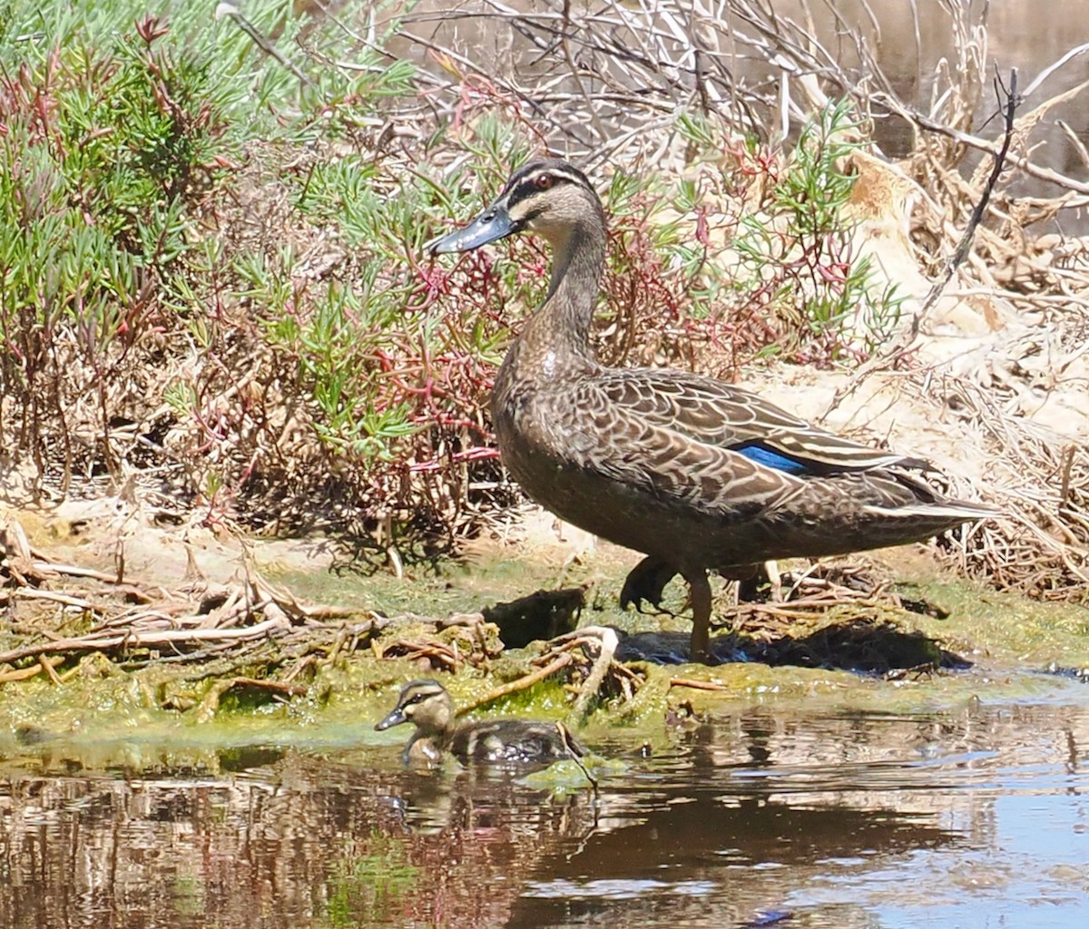 Pacific Black Duck - ML644578140