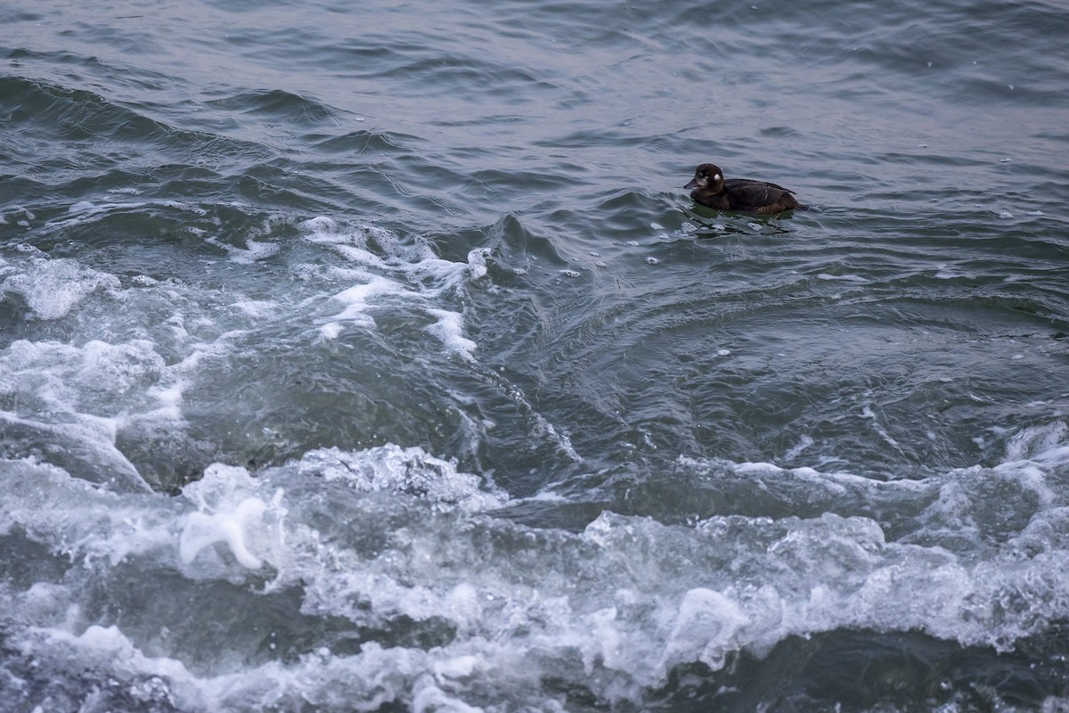 Harlequin Duck - ML644578141