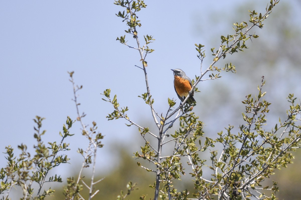 Taş Bülbülü - ML644578146