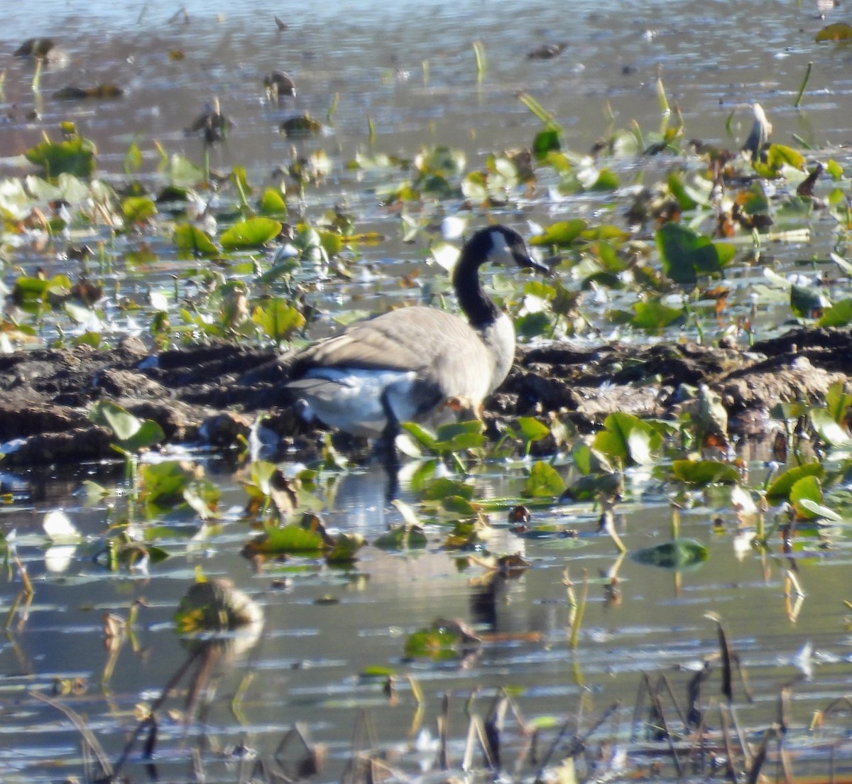 Казарка канадська - ML644578147