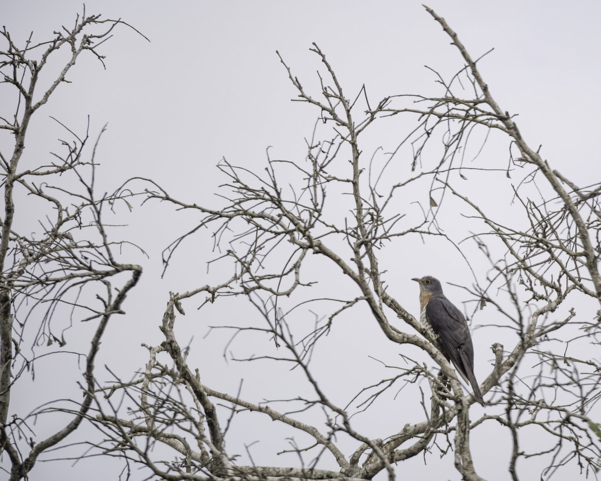 Red-chested Cuckoo - ML644578148