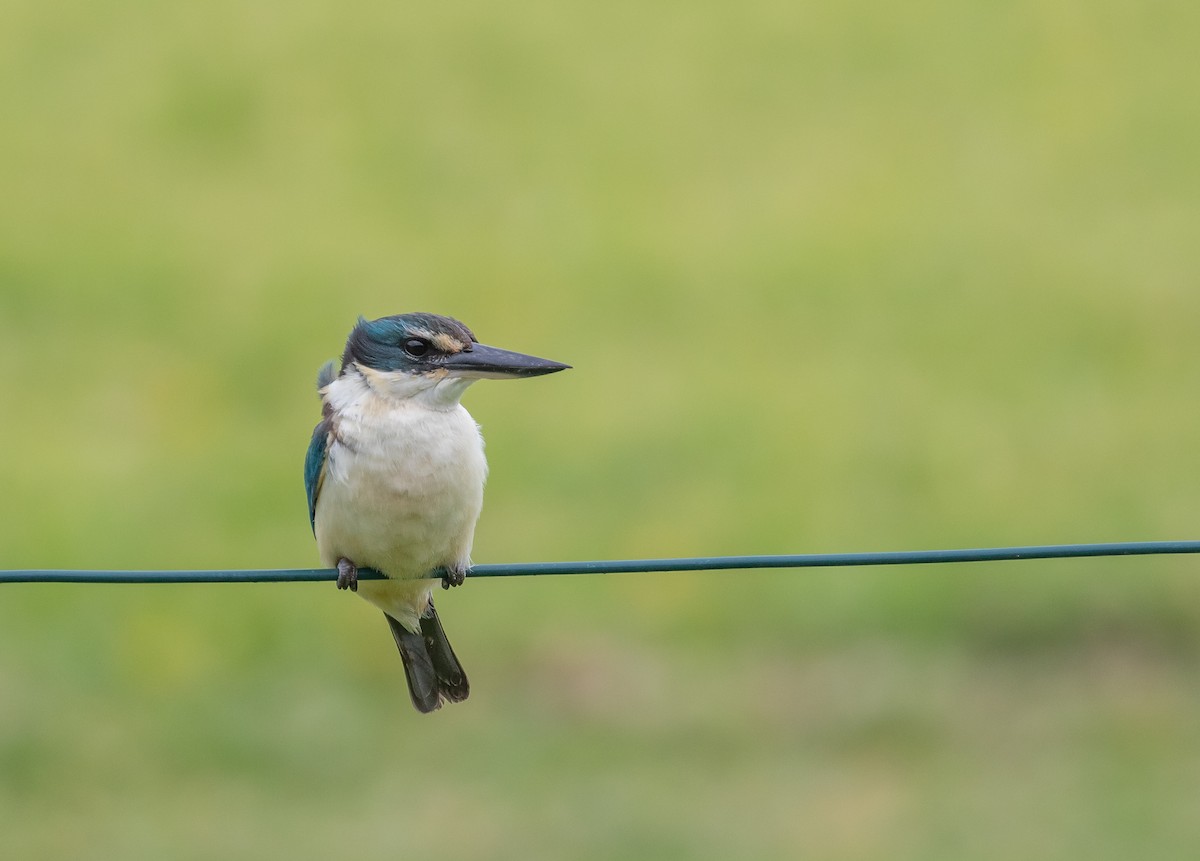 ヒジリショウビン（vagans） - ML644578154