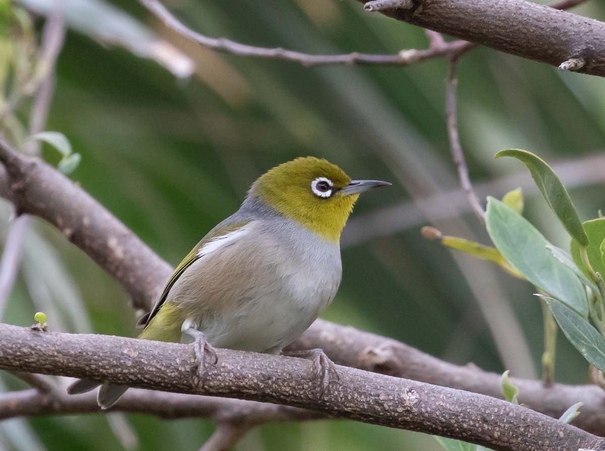 ハイムネメジロ - ML644578168