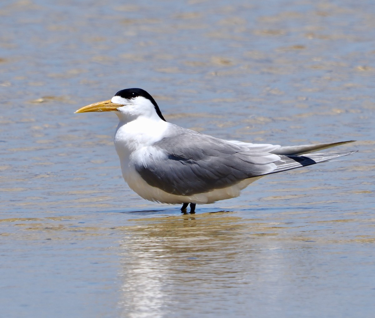 Great Crested Tern - ML644578177
