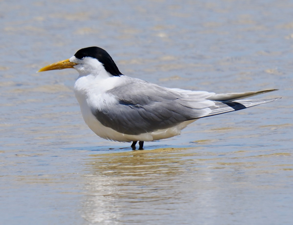 Great Crested Tern - ML644578178