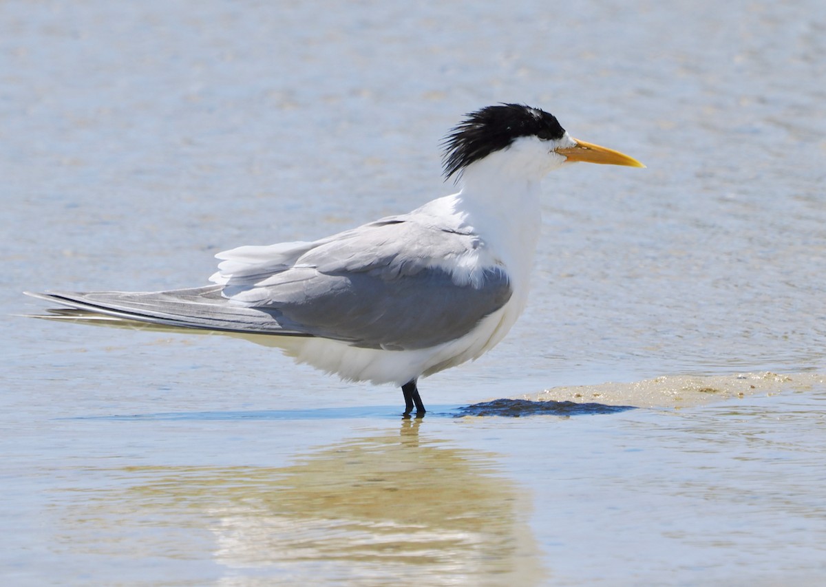 Great Crested Tern - ML644578179