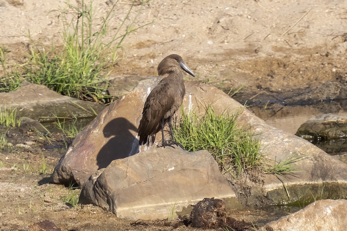 Hamerkop - ML644578185