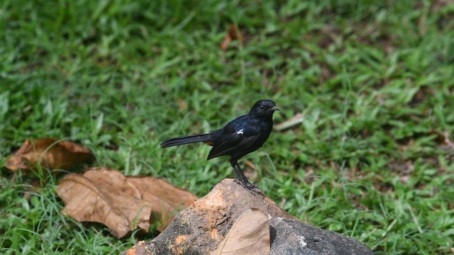 Indian Robin - ML644578187
