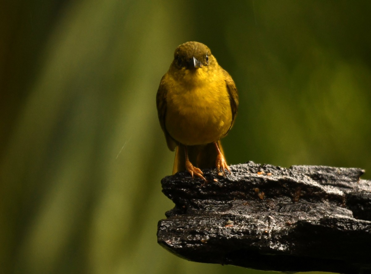 Olive-green Tanager - ML644578194