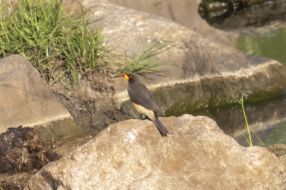 Yellow-billed Oxpecker - ML644578195
