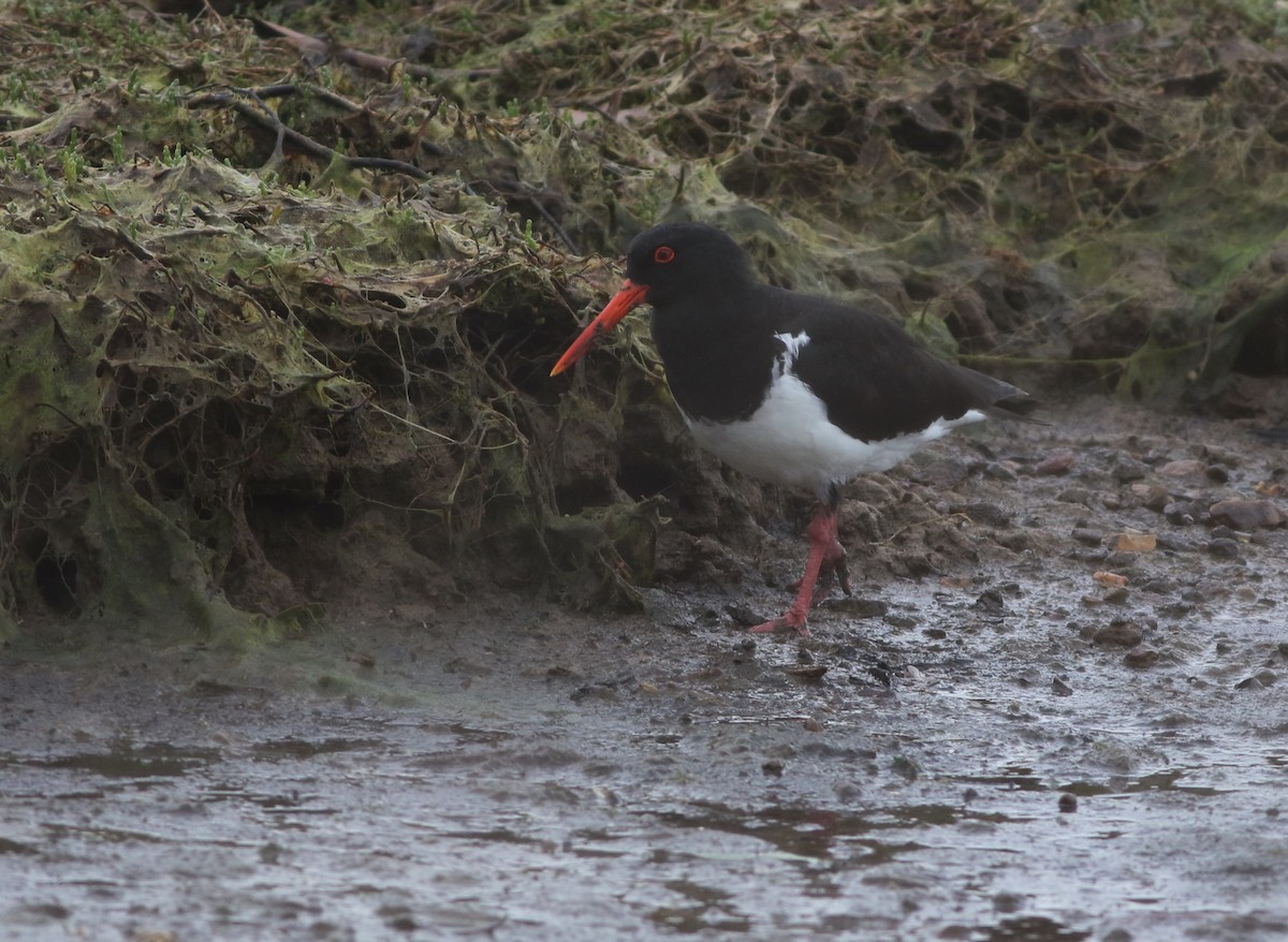 ústřičník dlouhozobý - ML644578202