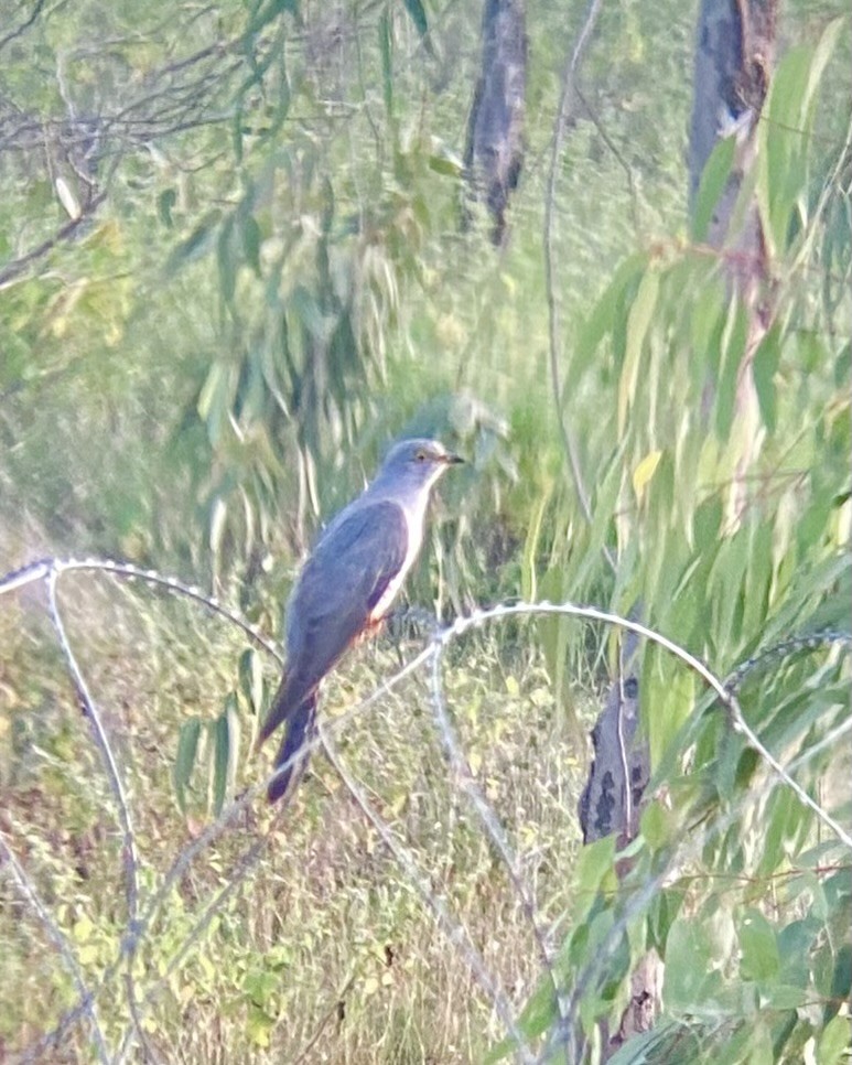 Common Cuckoo - ML644578204