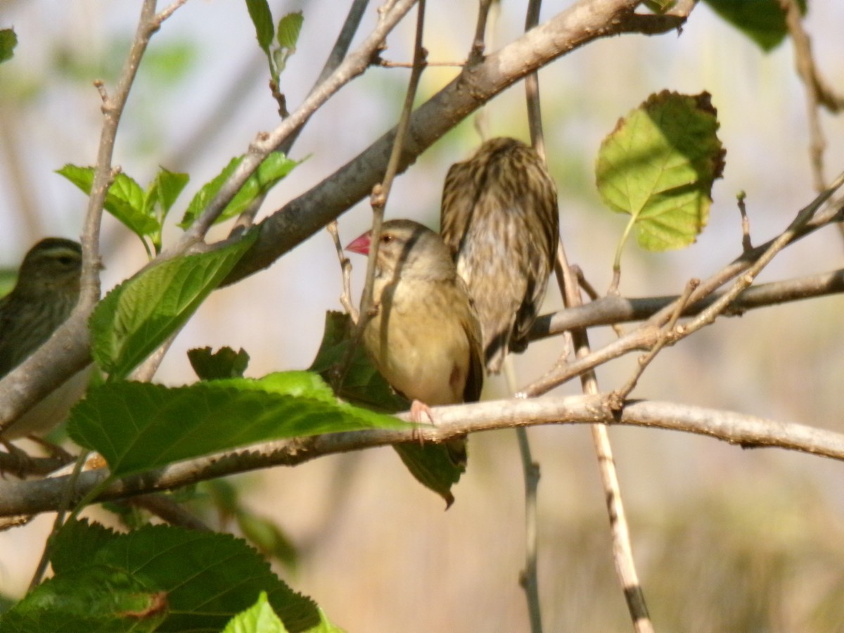 Квелія червонодзьоба - ML644578226