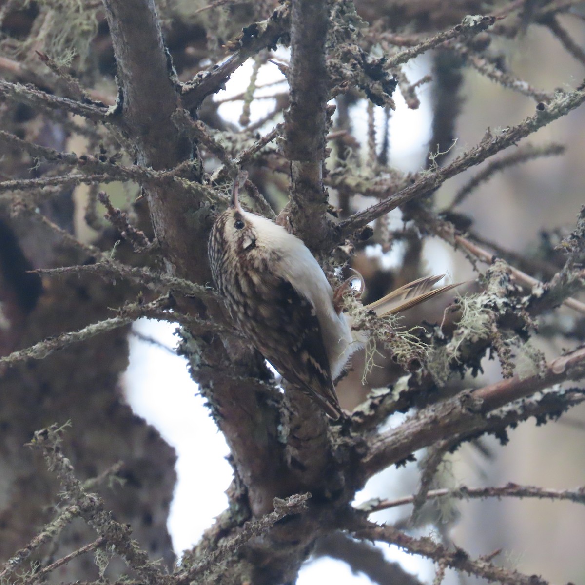 amerikatrekryper - ML644578229