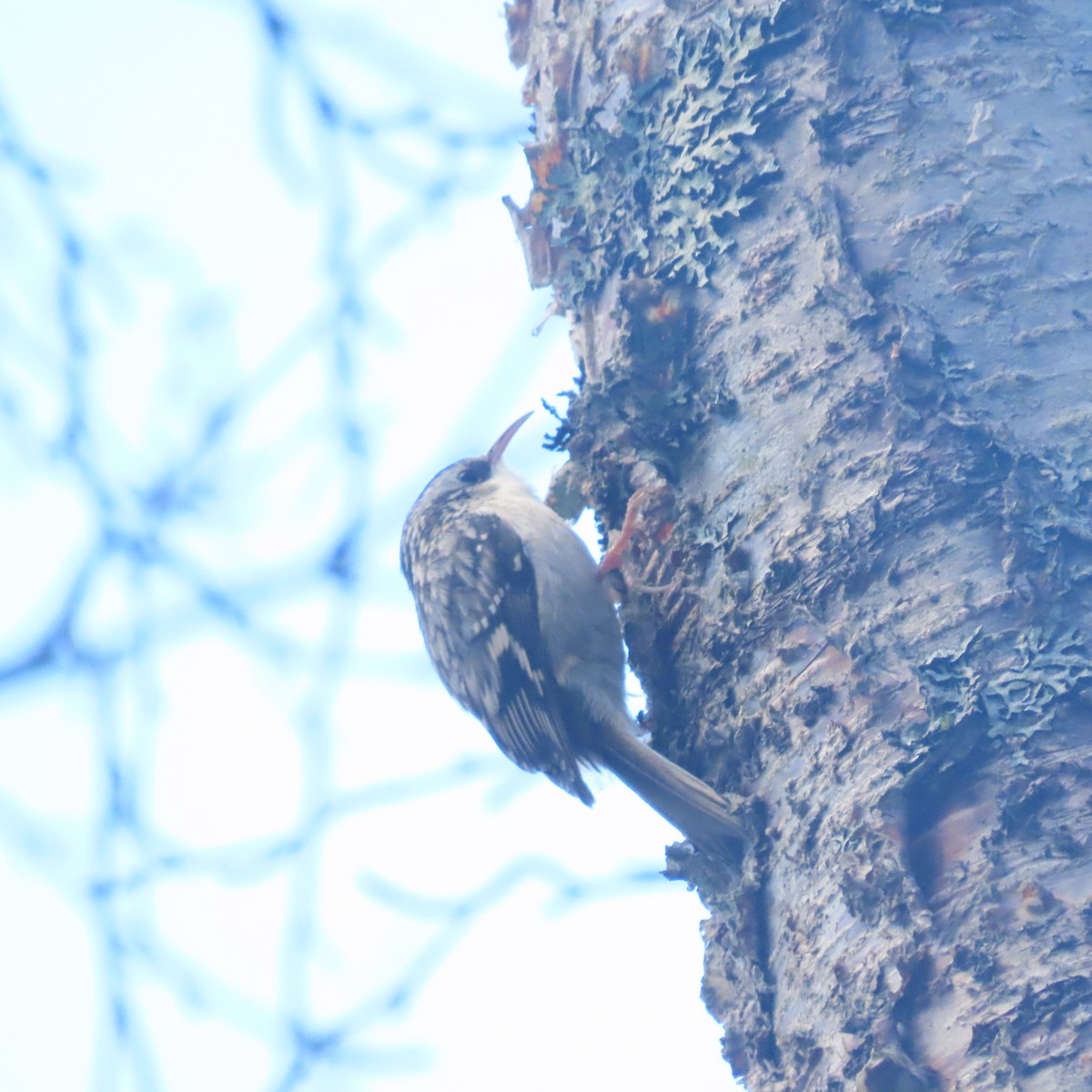 amerikatrekryper - ML644578233