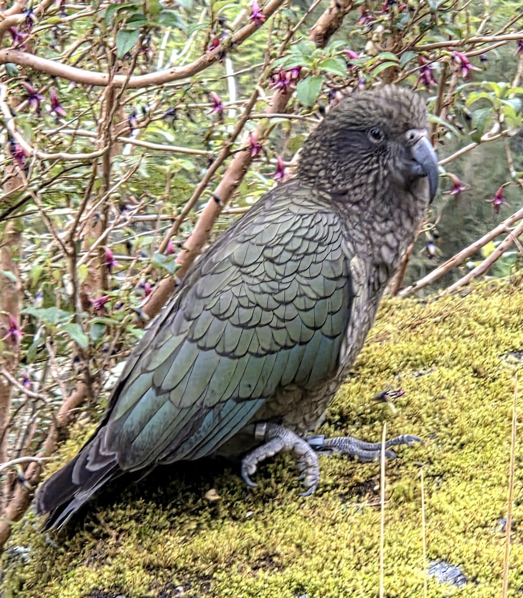 Kea - ML644578234