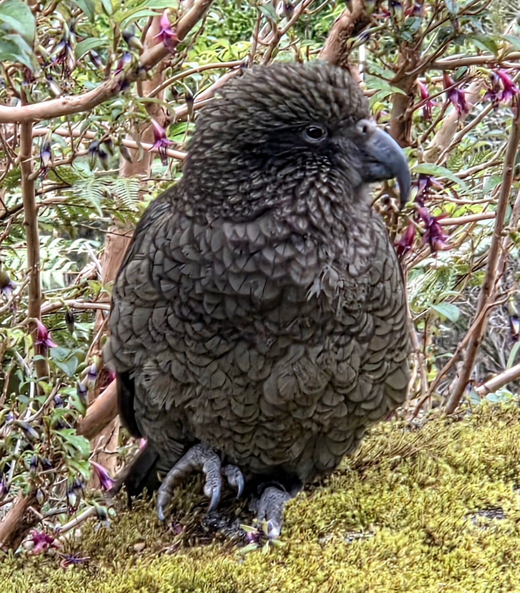 Kea - ML644578235