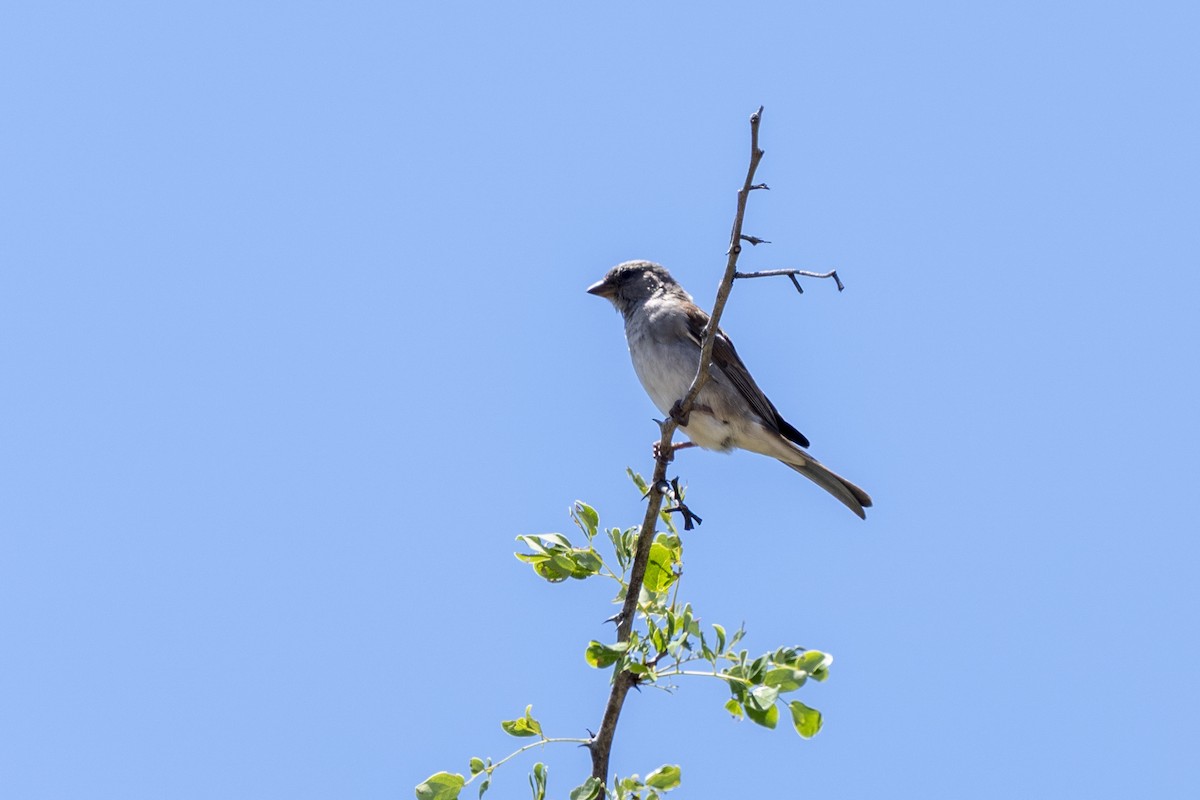 Southern Gray-headed Sparrow - ML644578247