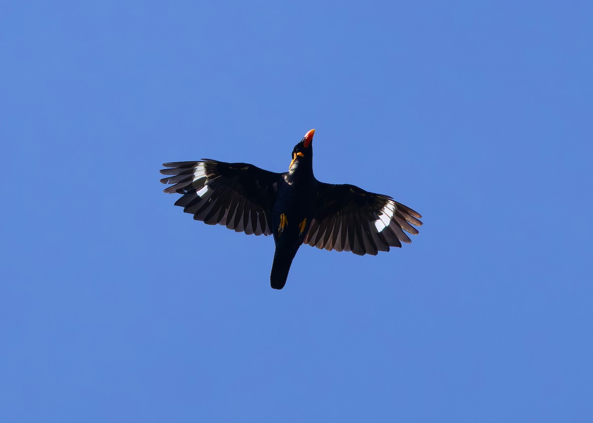 Common Hill Myna (Common) - ML644578250