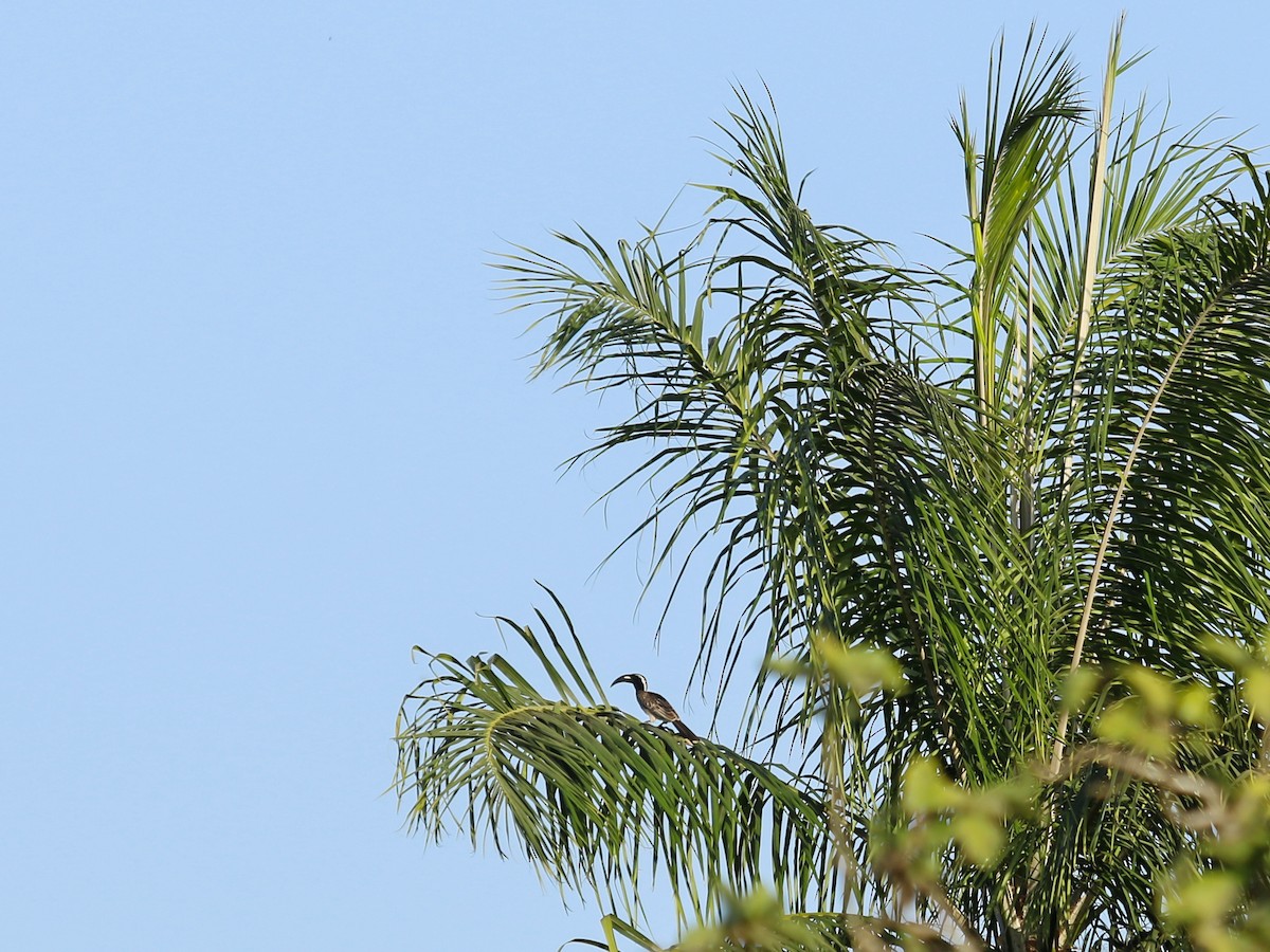 African Gray Hornbill - ML644578255